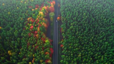 Arabalar iki şeritli otobanda geniş bir orman boyunca uzanan gür renkli ağaçlarla sürüyorlar. Ormandaki asfalt yol sisli hava manzarasıyla kaplı.
