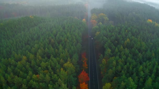 안개낀 가을에 도로에서 자동차를 추월하는 노란색 나무로 이루어진 가로지르는 — 비디오