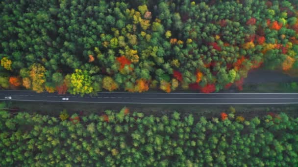 Autos Fahren Sonnigen Herbsttagen Auf Einer Zweispurigen Straße Wald Mit — Stockvideo