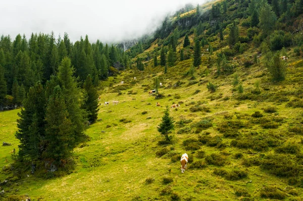 Zwierzęta Żywią Się Trawą Pastwiskach Górskich Surowym Wypasem Pokrytym Lekką — Zdjęcie stockowe