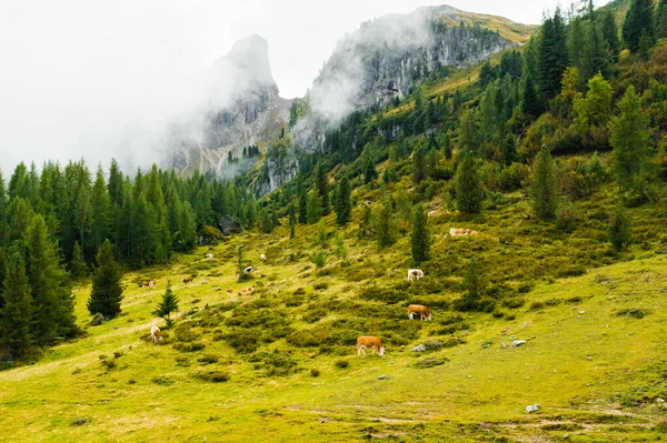 Βοοειδή Και Πρόβατα Βόσκουν Ευχαρίστηση Στα Πλούσια Χόρτα Των Ορεινών — Φωτογραφία Αρχείου