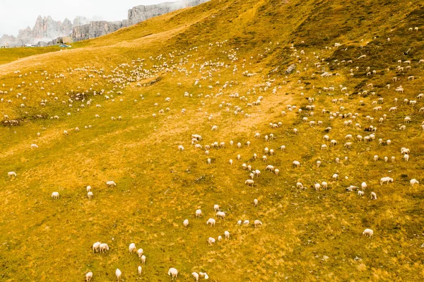 Пушистые Овцы Ищут Свежую Пищу Пастбищах Итальянских Альпах Стая Голодных — стоковое фото