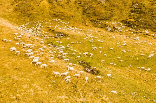 Стадо Овец Ест Траву Грубом Выпасе Высокогорном Перевале Исследованном Туристами — стоковое фото