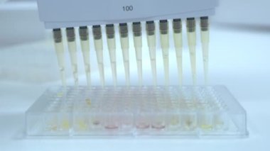 Laboratuvar çalışanı çok kanallı pipet makinesi kullanarak idrar testi yapıyor. Uzman, araştırma yapmak için cam takımlara sarı sıvı döküyor.