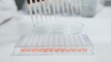 Bilim adamı modern mikrobiyoloji laboratuvarında kan testi yapıyor. Uzman, cam tüplere sıvı örnekleri doldurmak için pipet dağıtıcısı kullanıyor.