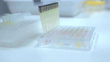 Bilim adamı, ahşap masadaki cam tüplere sıvı dökmek için çok kanallı pipet makinesi kullanıyor. İşçi, bilimsel laboratuvarda idrar testi yapıyor.