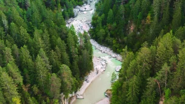 Річка Azure Piave Швидким Потоком Тече Високогір Зеленими Деревами Миють — стокове відео