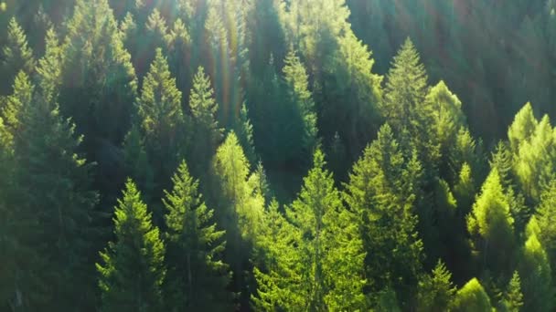 Árvores Coníferas Verdes Floresta Aquecem Com Brilho Radiante Luz Solar — Vídeo de Stock