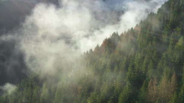 白い濃い霧が巨大な森林の山の峡谷の上に降ります 風光明媚な高原の空中ビューの斜面に成長緑豊かな木 — ストック動画