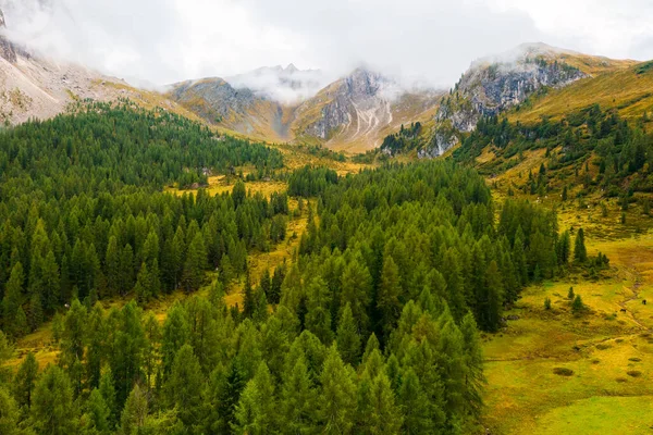 Wysokie Drzewa Iglaste Podnóża Góry Pobliżu Słynnej Przełęczy Giau — Zdjęcie stockowe
