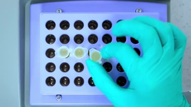 Üst Görüşlü Kimyager Termo Karıştırıcıya Bir Test Tüpü Yerleştiriyor Karıştırmaya — Stok video