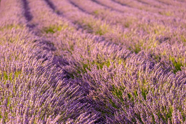 Panorama Onirique Champ Lavande Aux Lignes Droites Aux Fleurs Violettes — Photo