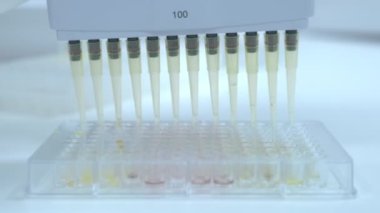 ELISA testi ya da immüno testi için çok kanallı otomatik pipet kullanarak mikroplakadan örnekler topla.