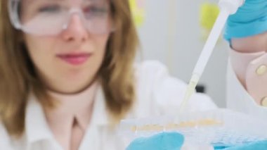 Gözlüklü ve lastik eldivenli bilim adamı mikrobiyolojik analiz için 96 kuyu kaplamasını doldurmak için pipet kullanıyor. DNA veya ELISA testi. 