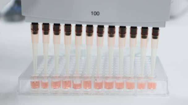 Scientist Employs Multichannel Pipette Dispenser Load Microplates Scientific Tests — Stock Video