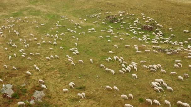 Vista Aerea Sulla Valle Con Pecore Pascolo — Video Stock