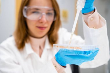 Gözlüklü ve lastik eldivenli bilim adamı mikrobiyolojik analiz için 96 kuyu kaplamasını doldurmak için pipet kullanıyor. DNA veya ELISA testi. 
