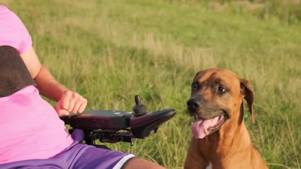 Οικιακό Σκυλί Κολλήσει Γλώσσα Απολαμβάνει Παίζει Τον Άνθρωπο Αναπηρική Καρέκλα — Αρχείο Βίντεο