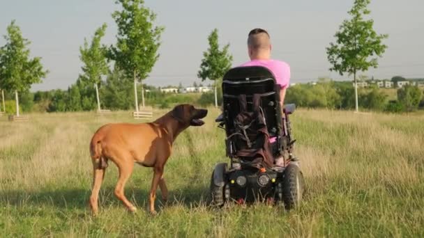坐在轮椅上穿着粉色T恤的男人在阳光照射下在草地上遛狗 残疾男子轻松自在地在新鲜空气中散步 — 图库视频影像