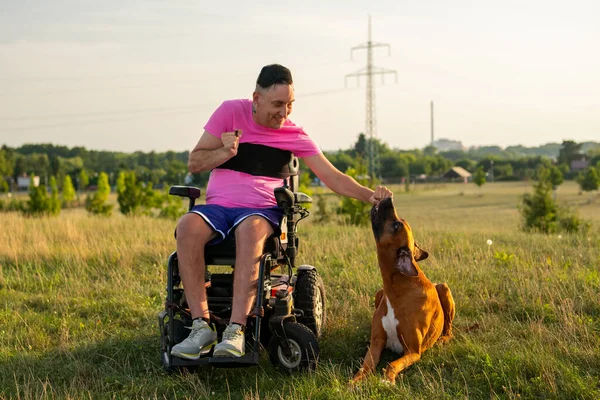 Male in black wheelchair with back injury plays with pet dog in sunny meadow. Excited dog with tongue out stands next to owner in grassy park