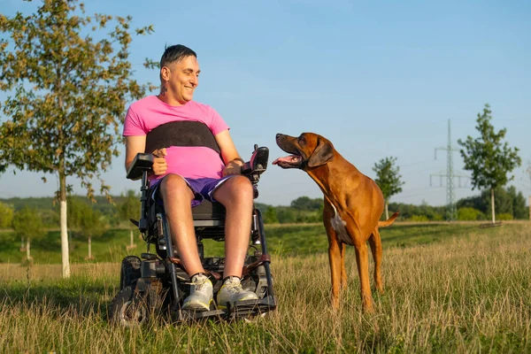 Man in wheelchair talking to lovely dog companion sitting on grass. Male owner enjoying weekend with dog against sunny countryside background