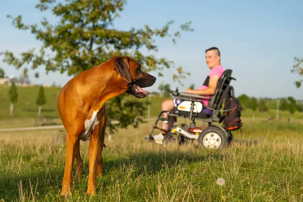A brown dog gazes at a man, sporting a pink t-shirt, seated in a wheelchair with an injury following a car accident.