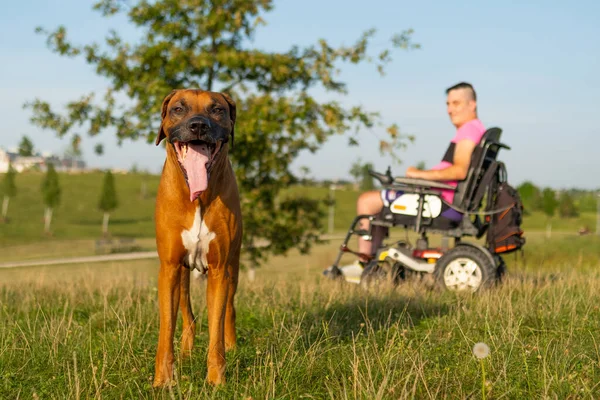 A brown dog looks at the camera and man seated in a wheelchair with an injury following a car accident.