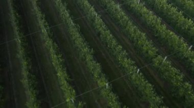 Engin genişlikteki elma ağaçları yemyeşil meyve bahçeleri oluşturur. Elma ağaçları çevreleyen alanların panoramik görüntüsüyle pitoresk bir tarla oluştururlar.