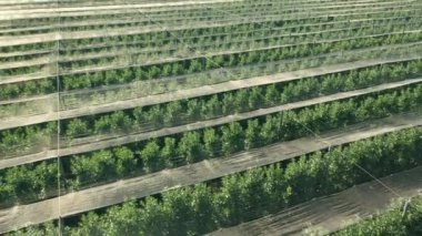 Geniş elma bahçesinin düz sıralı havadan görünüşü. Bitki yetiştirme koridorları gölgelendirme folyolarıyla kaplı sağlıklı elma büyümesini teşvik eden