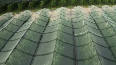 Ağaçların büyümesi için koruyucu ağlar tarafından korunan dev bir meyve bahçesi. Geniş meyve bahçesinde anti-dolu örgüsüyle kaplı geniş elma ağaçları var.