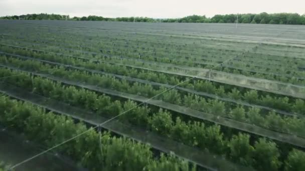 Elma Bahçesi Çiftçilerin Ağaç Yetiştirmelerinin Sonucu Düzgün Sıralanmış Elma Ağaçları — Stok video