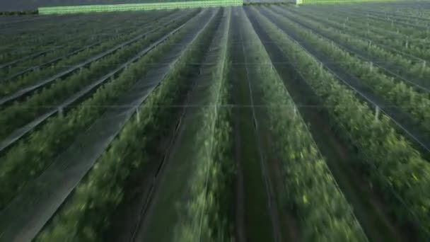 Vast Rows Fruitless Apple Trees Covered Protective Shade Nets Organized — Stock Video