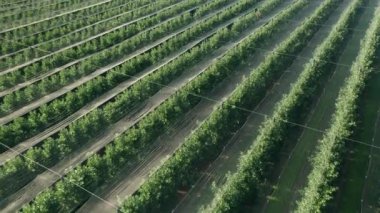 Panorama düzenli olarak sıralanmış elma ağaçlarını gösteriyor. Elma ağaçları, meyve bahçesinde simetri ve denge duygusu yaratır. Elma ağaçları arasında folyoyla kaplı koridorlar