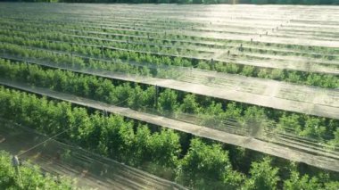 Elma bahçesi, parlak güneşe karşı kırılgan ağaçları korumak için gölgelendirme ağlarıyla kaplı. Gölgeleme ağı elmanın büyümesi için uygun miktarda güneş ışığı sağlar