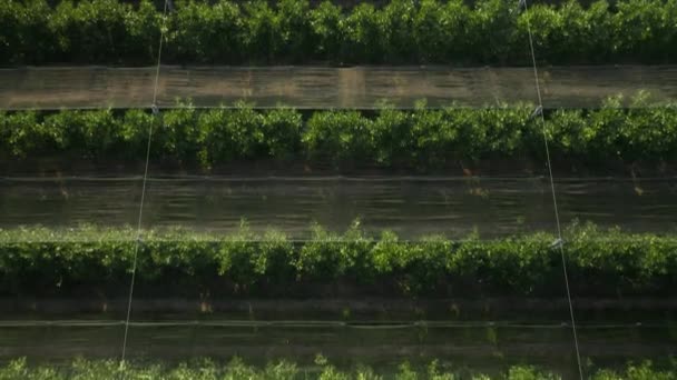 Obrovském Jablečném Sadu Objevují Řady Bezplodých Stromů Jabloň Fázi Růstu — Stock video