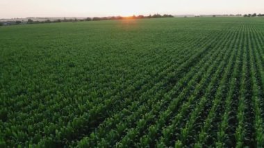Çiftlik arazisinde yükselen güneş manzarasına karşı küçük yemyeşil filizler filizleniyor. Kırsalda üretilen tahıllar için ekilen taze mısırlar