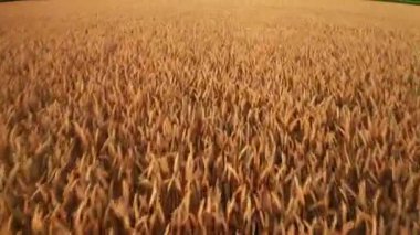 Kuru buğday ve tam kulaklı tarım alanında gün batımında hava manzarası. Olgun tahıl tarlaları çiftlikte hasat için hazır.