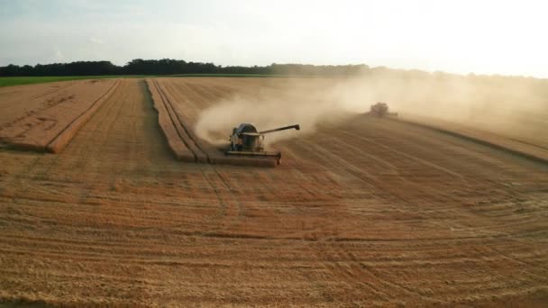 ハーベスターとアンロードパイルを組み合わせると 農場の空中ビューで乾いた小麦をカットします 機械を再利用して植林に取り組む豊富な穀物作物を収穫する — ストック動画