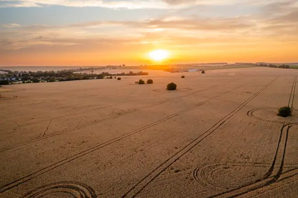 A tranquil sunset casts a warm glow over a sprawling wheat field dotted with tire tracks, highlighting the peaceful countryside scenery.