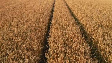 Olgun buğday tarlasında gün batımında hava manzarasında kamyon tekerlekleri yol alır. Altın çavdar tarlasında tarımsal makinenin izini sürüyorum.