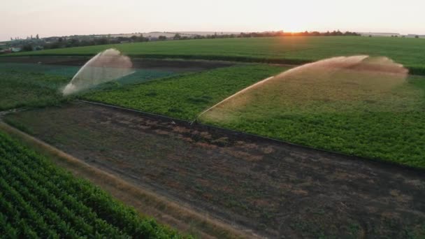 Water Sproeien Systeem Hydrateert Planten Landbouwgebied Ochtend Luchtfoto Automatische Irrigatie — Stockvideo