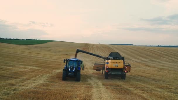 Берлин Германия Июля 2023 Комбинат Выливает Зерно Пшеницы Тракторный Прицеп — стоковое видео