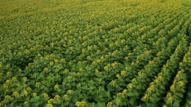 Słoneczniki Roślin Żółtymi Kwiatami Stoi Linia Słońca Farmie Pole Widok — Wideo stockowe