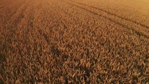 Grenzenloses Landwirtschaftliches Feld Mit Reifem Weizen Bei Sonnenuntergang Luftaufnahme Reiche — Stockvideo
