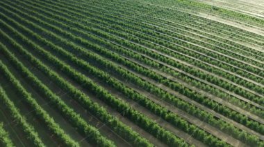 Gölgeleme ağları ağaçlara mükemmel bir güneş ışığı ve koruma sağlar. Sıralar halinde elma ağaçları olan cennet bahçeleri gün batımında resim gibi bir manzara yaratıyor.