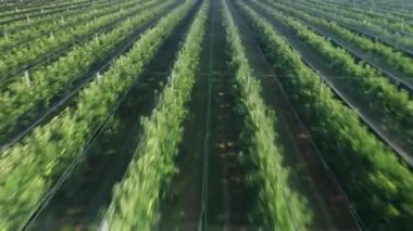 Elma ağaçları büyüleyici desenler oluşturarak yemyeşil bir manzara yaratırlar. Elma ağaçları geniş tarlaların titiz bir düzenini gösteriyor.