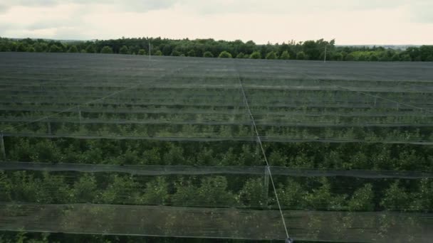 一排排的树木对果园管理表现出细致的态度 在黄昏时分 覆满遮阳网的苹果种植园在果园里形成了有组织的景观 — 图库视频影像