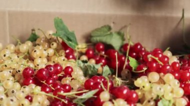 Kadın eli karton kutudan olgun frenk üzümünü çıkarır. Kadın ev yapımı reçel pişirmek için beyaz ve kırmızı böğürtlen hazırlıyor.