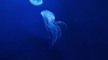 Ay denizanası akvaryum suyunda büyük denizanasının yanına doğru hareket eder. Okyanusta yaşayan sıvı içinde yüzer ve ağırlıksızlık illüzyonu yaratır.