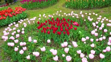 Indira Gandhi Anıt Lale Bahçesi, Srinagar 'da bir lale bahçesi.